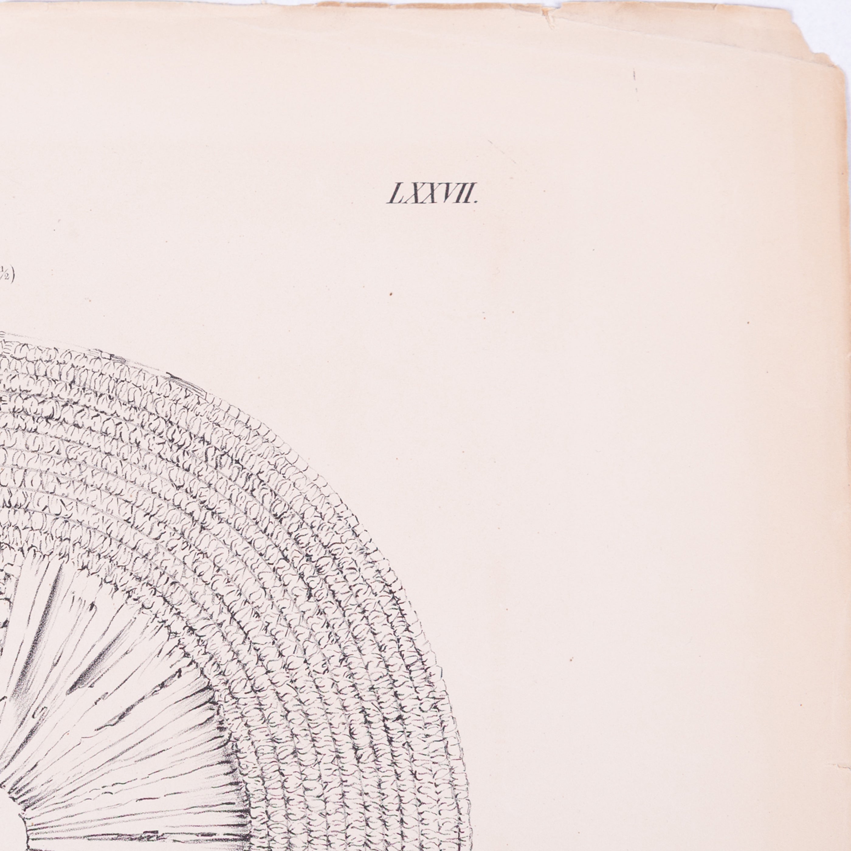 Litho's manden, 1840-zoom-4