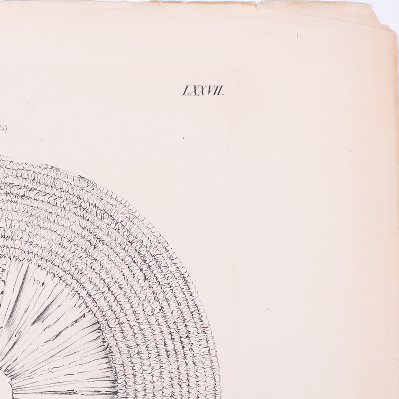 Litho's manden, 1840-zoom-