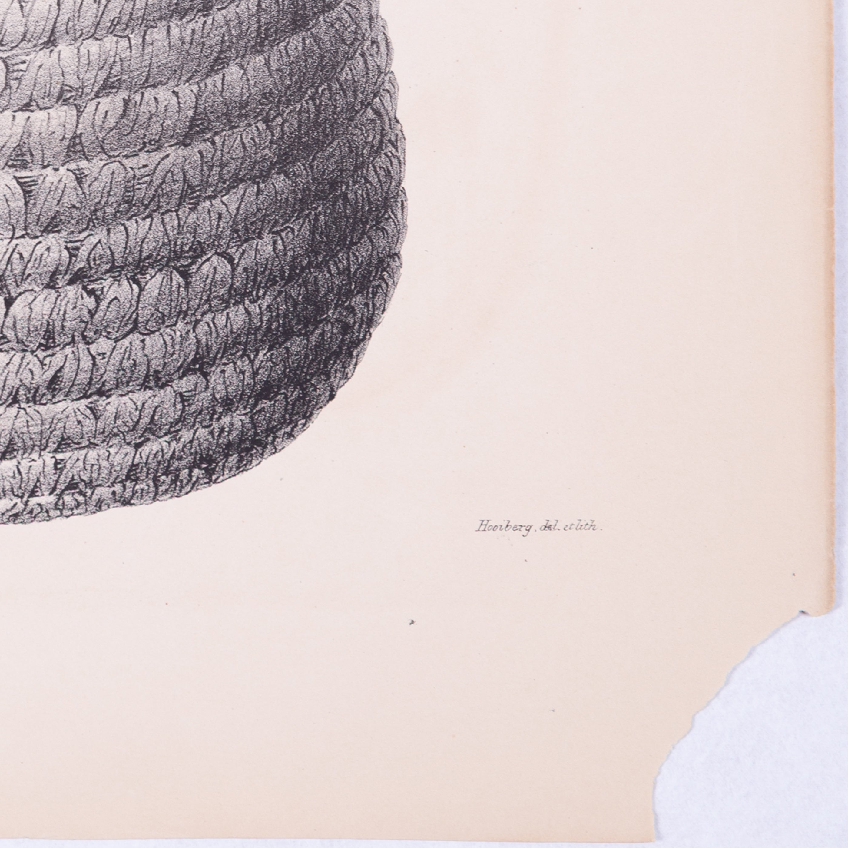Litho's manden, 1840-zoom-8