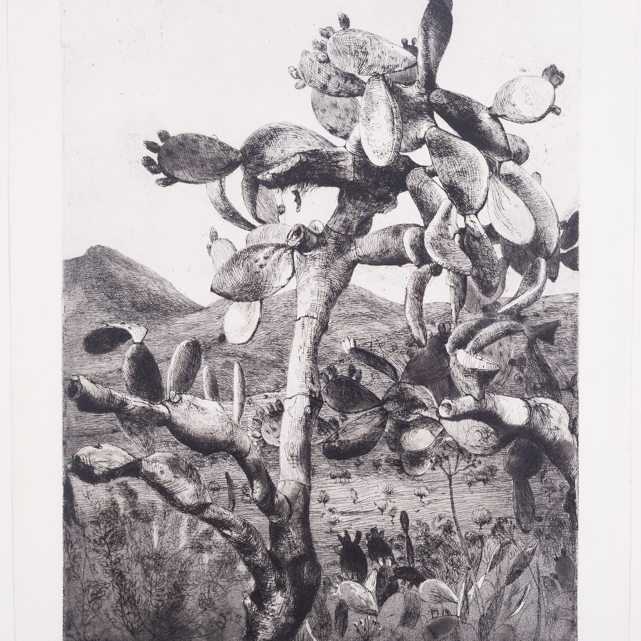 Aat Veldhoen, 'Cactus in landschap op Ibiza', 1960-zoom-4