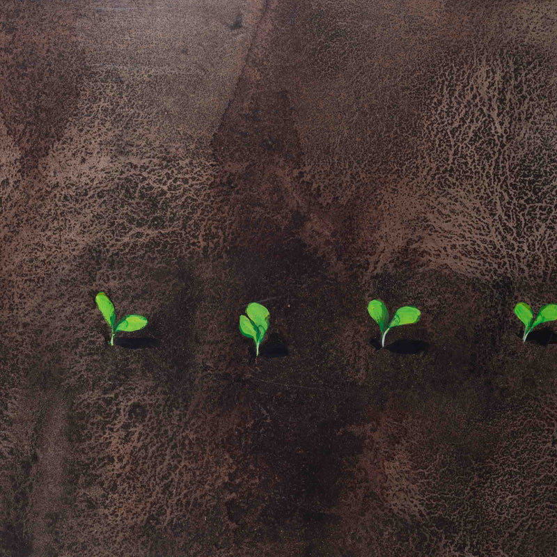Arthur Stam, 'Tuin'-zoom-