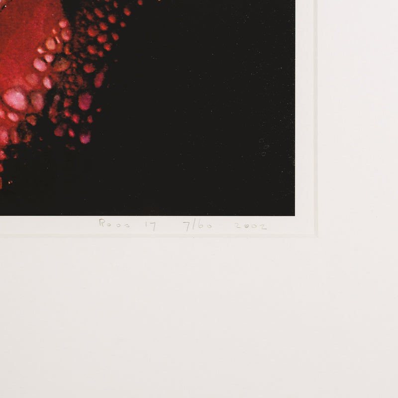 Bert Houweling, 'Roos 17'; 2002-zoom-
