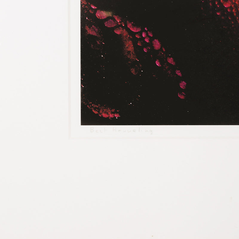 Bert Houweling, 'Roos 17'; 2002-zoom-