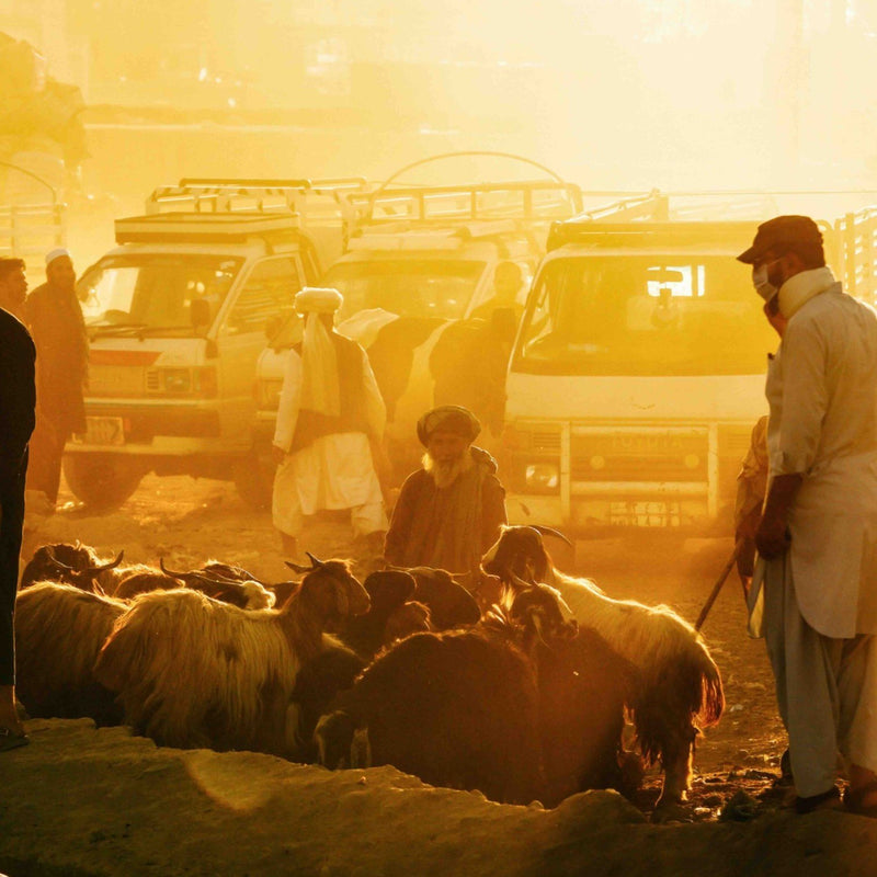 Hedayat Amid, 'Livestock seller', 29-7-2020-zoom-